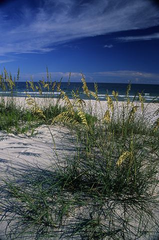 Ocean;Beach;Waves;Shore;Shoreline;Sand;Wet;Water;Sandy;Sea;Clouds;Plants;Foliage;Vegetation;Botanicals;Botany;Herbaceous;Herb;Greenery;Flora;Herbage;Sunlight;Sun;Beams;Sunbeam;Rays;Light;Luminance;Illuminate